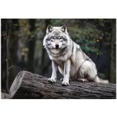 WALLARENA FOTOTAPETE Wolf 3D Effekt Wald Wohnzimmer Vlies Tapete 250x175