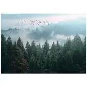 WALLARENA FOTOTAPETE Wald Nenbel 3D Effekt Natur Wohnzimmer 350x250