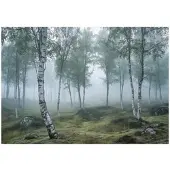 WALLARENA FOTOTAPETE 3D Effekt Wald Birken Wohnzimmer 150x105