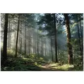 WALLARENA VLIESTAPETE Wald 3D Effekt Natur Schlafzimmer 200x140