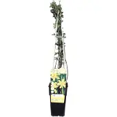 Everspring Gelber Winterjasmin - Ø15cm - ↕65cm