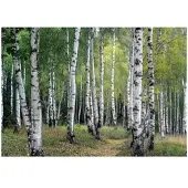 WALLARENA Fototapete Wald in Grün | Gr.: 150 x 105 cm