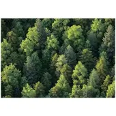 WALLARENA FOTOTAPETE Wald Bäume Natur Vlies Tapete Wohnzimmer 150x105