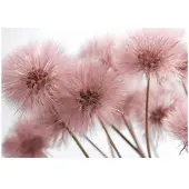 WALLARENA FOTOTAPETE Pusteblume Boho Wohnzimmer 400x280