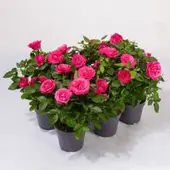 Pflanzen-Kölle Rose Patio, pink, Topf-Ø 13 cm, 6 Pflanzen