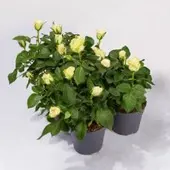 Pflanzen-Kölle Rose Patio, weiß, Topf-Ø 13 cm, 3 Pflanzen