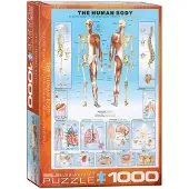Eurographics , 1000 Teile – Der menschliche Körper, mehrfarbig, Puzzle mit 6000 bis 1000 Teilen