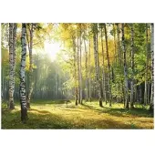WALLARENA Fototapete Wald in Grün | Gr.: 150 x 105 cm