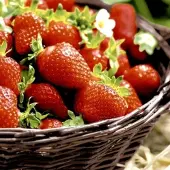 Duni 240 Tissue-Servietten 33 x 33 cm Strawberries 3-lagig