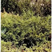 Die Nr-01.de Zwerghibalebensbaum 25-30cm - Thujopsis dolabrata