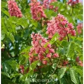 Die Nr-01.de Fleischrote Rosskastanie 125-150cm - Aesculus carnea