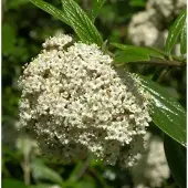 Die Nr-01.de Prager Schneeball 100-125cm - Viburnum pragense