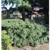 Die Nr-01.de Kanadische Zwerg Hemlocktanne 30-40cm - Tsuga canadensis