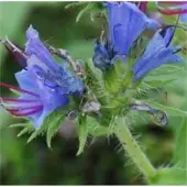 Die Nr-01.de Natternkopf - Echium vulgare