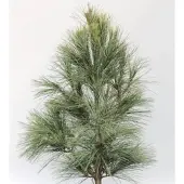 Die Nr-01.de Silberkiefer 25-30cm - Pinus sylvestris