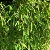 Die Nr-01.de Gartenbambus Jiuzhaigou-1 125-150cm - Fargesia