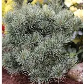Die Nr-01.de Japanische Zwergmädchenkiefer 60-70cm - Pinus parviflora