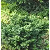 Die Nr-01.de Zwerg Balsam Tanne 20-25cm - Abies balsamea