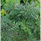 Die Nr-01.de Mahonie Volcano 25-30cm - Mahonia aqiuifolium