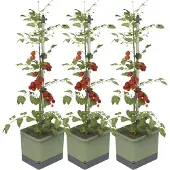 Gusta Garden TOM TOMATO 3er-Set dunkelgrün / W07074 Pflanzgefäss