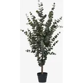 House Nordic Eucalyptus