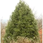 Die Nr-01.de Hibalebensbaum 20-30cm - Thujopsis dolabrata