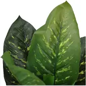 Hjh OFFICE Dieffenbachia