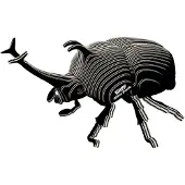 Eugy 3D Puzzle - Nashornkäfer Bastelset aus Karton Spielzeug