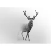 WALLARENA FOTOTAPETE Tiere Hirsch Vliestapete Tapete 350x250