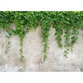 Living Walls Fototapete "Designwalls Climbing Leaves" glatt Vlies, Wand, Schräge, Decke