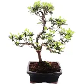 Exotenherz Outdoor Bonsai Rhododendron simsii - Azalee 15cm