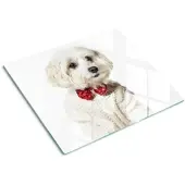 Tulup GLASPLATTE 60x52 cm Malteser Hund