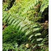 Arborix 6 x Brauns Schildfarn Polystichum braunii Topf 9cm Dekorativ