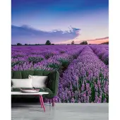 A.S. Création Vliestapete "Lavendel Sonnenuntergang Violett Blau Fototapete" matt glatt
