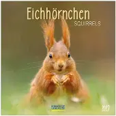 Korsch Verlag Eichhörnchen Kalender 2027