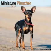 Avonside Publishing Ltd. Zwergpinscher Kalender 2027