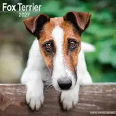 Avonside Publishing Ltd. Foxterrier Kalender 2027