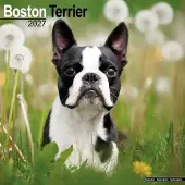Avonside Publishing Ltd. Boston Terrier Kalender 2027