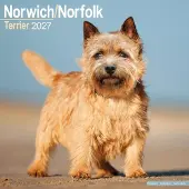 Avonside Publishing Ltd. Norwich- und Norfolk-Terrier Kalender 2027