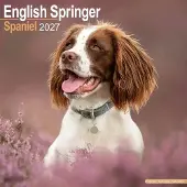 Avonside Publishing Ltd. Englischer Springer-Spaniel Kalender 2027