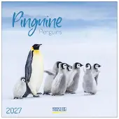 Korsch Verlag Pinguine Kalender 2027