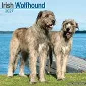 Avonside Publishing Ltd. Irischer Wolfshund Kalender 2027