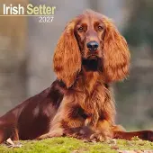 Avonside Publishing Ltd. Irischer Setter Kalender 2027