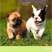 Aquarupella Welpenkalender 2027
