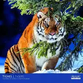 Aquarupella Tiger Kalender 2027