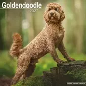Avonside Publishing Ltd. Goldendoodle Kalender 2027