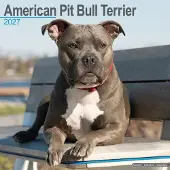 Avonside Publishing Ltd. American Pit Bull Terrier Kalender 2027