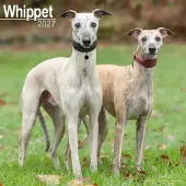 Avonside Publishing Ltd. Whippet Kalender 2027