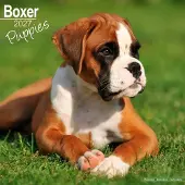 Avonside Publishing Ltd. Boxer-Welpen Kalender 2027