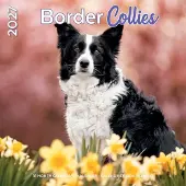 Plenty Gifts Border-Collie Kalender 2027